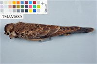 藏品(金背鳩)的圖片